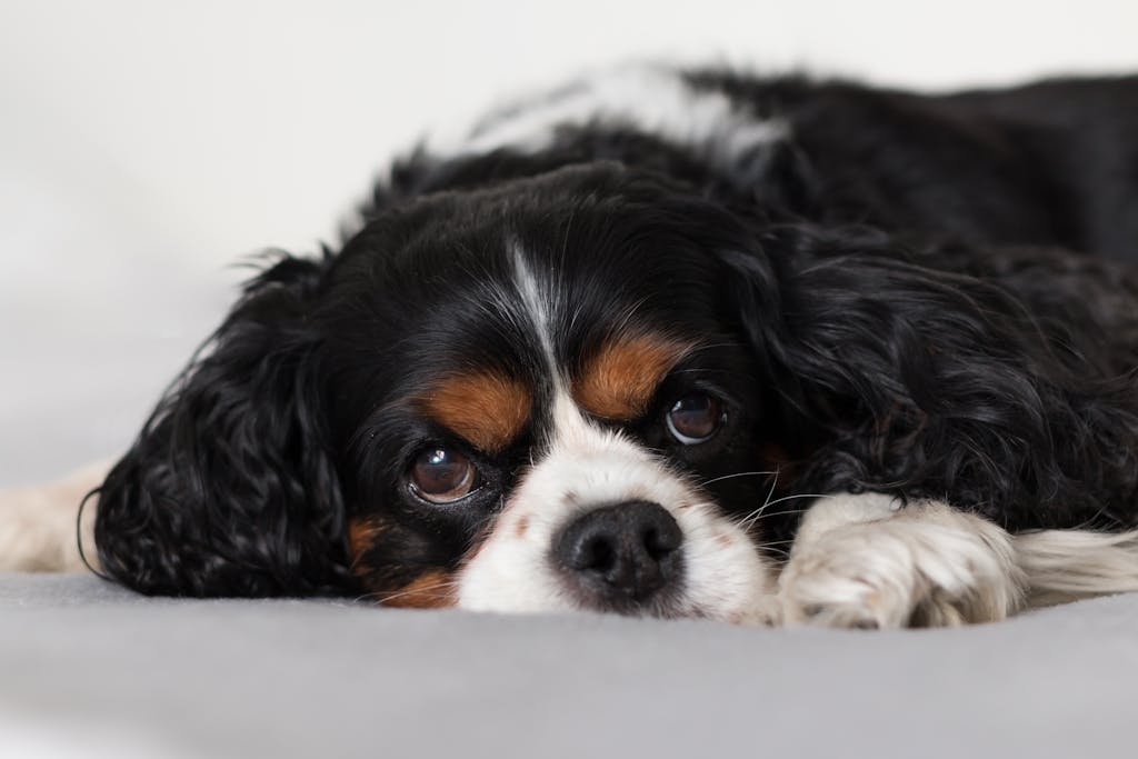 Adorable funny Cavalier King Charles Spaniel with fluffy black and white fur resting on comfy bed and looking away with interest