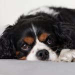 Adorable funny Cavalier King Charles Spaniel with fluffy black and white fur resting on comfy bed and looking away with interest